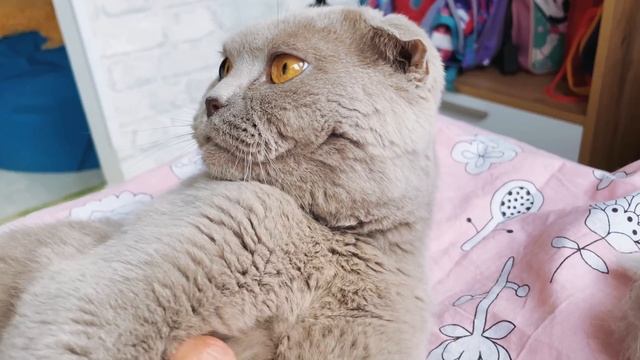 Влог. Кот Михи оказался не нужен. История нашего кота. Плачу на кухне? Местная колибри- бражник смотреть онлайн