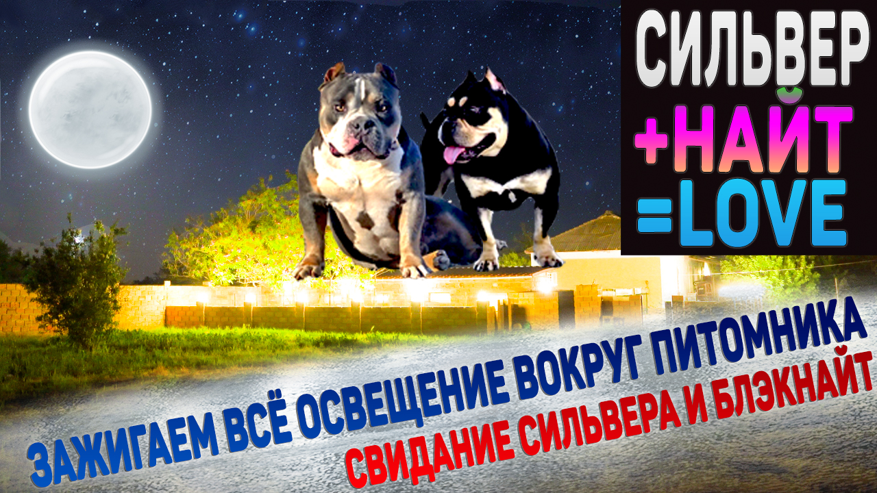 Свидание Сильвера и Блэкнайт под полной луной! Первая дубль-вязка в питомнике! Зажигаем всё! смотреть онлайн