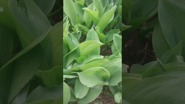 Посадите ландыши и увидете что произойдёт.