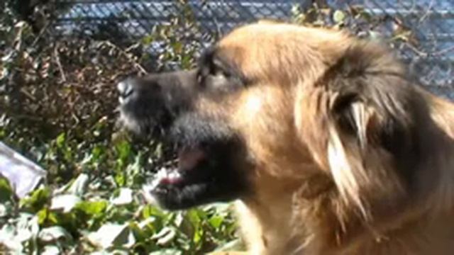 Веселые гуси отожгли по полной! Полный улет! смотреть онлайн