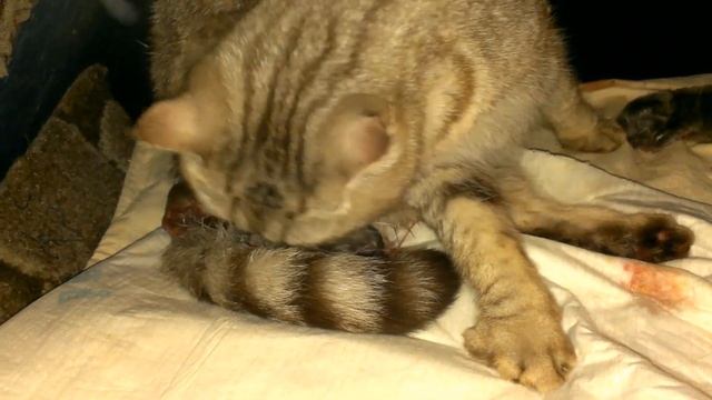 Роды кошки Кошка родила котят смотреть онлайн