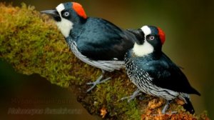 Голоса и звуки диких животных Северной Америки 4K Ultra HD