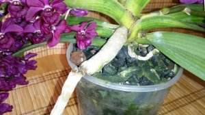 Цветение Орхидеи Ринхастилис также посадка и субстрат. Rhynchostylis gigantea