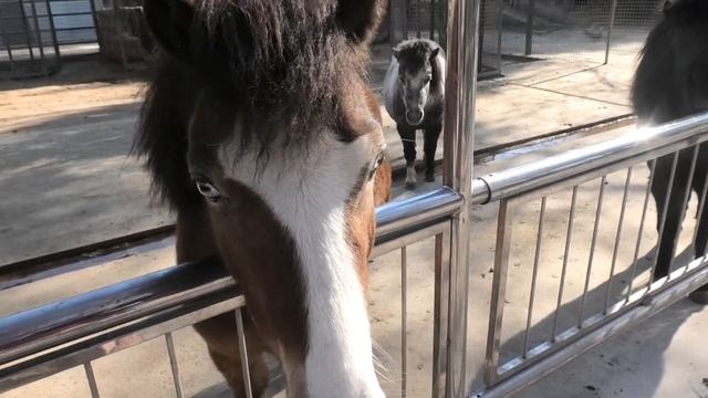 Голубоглазые шотландские пони! Бахчисарайский зоопарк. Крым. смотреть онлайн