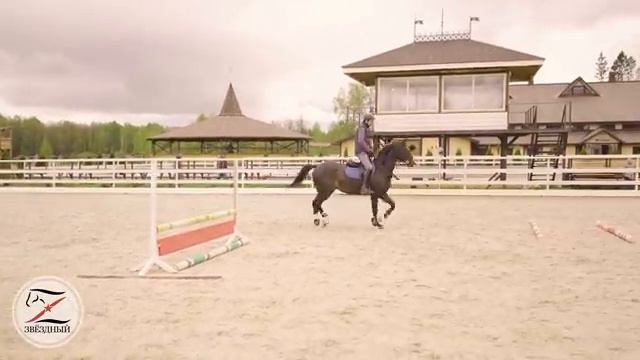 Молодая лошадь. Специализация конкур. Конкурная тренировка с Василием Ивановичем Лопатиным.