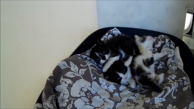 Приют для домашних животных в Англии. смотреть онлайн