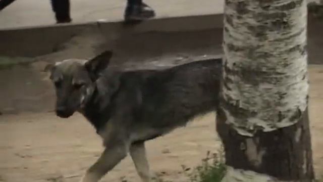 Осторожно, Бешенство!.avi смотреть онлайн