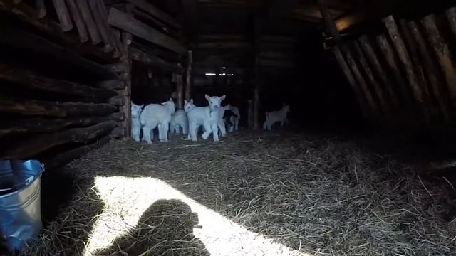 Первые лучики солнца увидели новорождённые козлята. смотреть онлайн