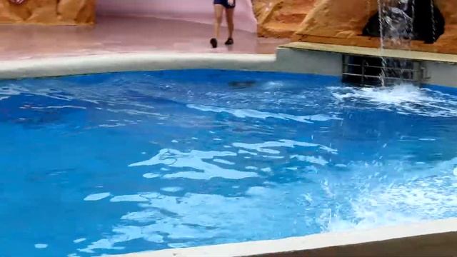Visiting Miami Seaquarium смотреть онлайн