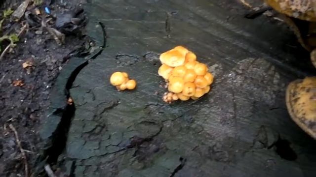 Зимние грибы смотреть онлайн