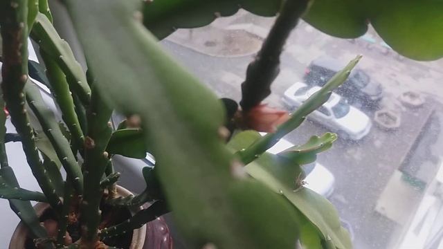 ЭПИФИЛЛУМ (Epiphyllum) (ФИЛЛОКАКТУС) РАСЦВЁЛ смотреть онлайн