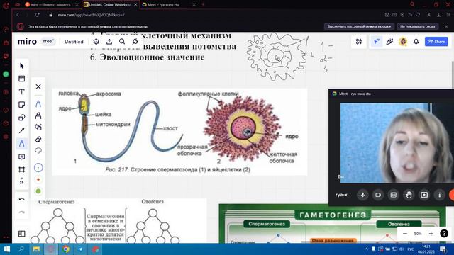 Половое размножение смотреть онлайн
