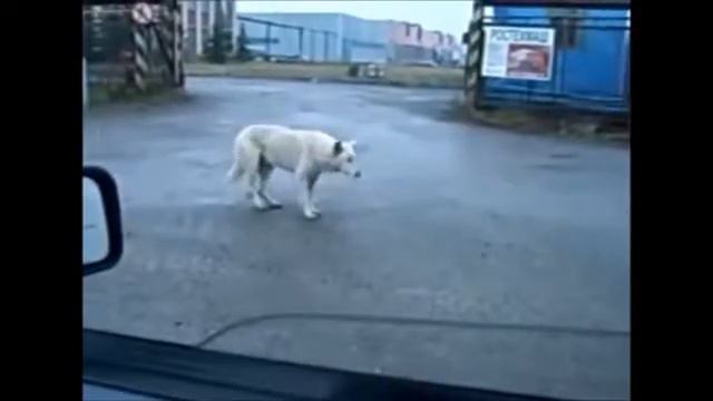 Озвучка животных. смотреть онлайн