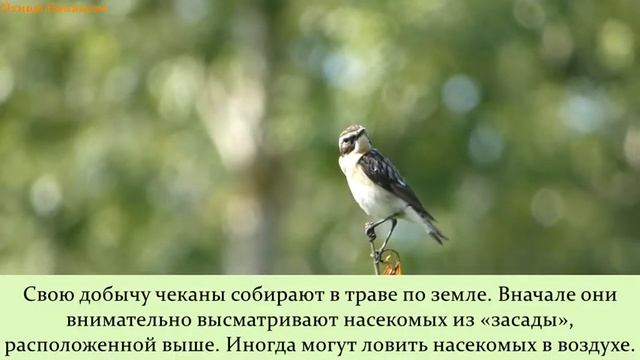 Луговой Чекан смотреть онлайн