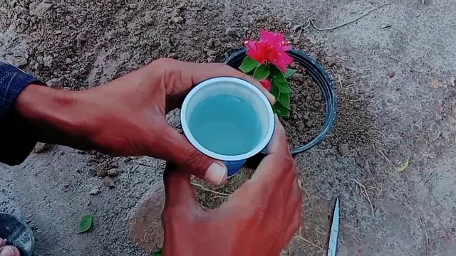 Growing Bougainvillea By Cutting Branches With Bananas Helps Us To Have Beautiful Flower Pots смотреть онлайн