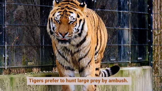 Top 10 Interesting Tiger Facts For Kids: International Tiger Day 2022