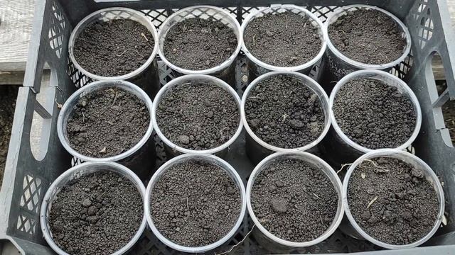 Где лучше всего выращивать рассаду огурцов, кабачков, тыкв и патиссонов смотреть онлайн