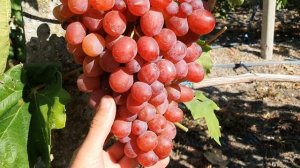 Виноград "Рекорд" 2021