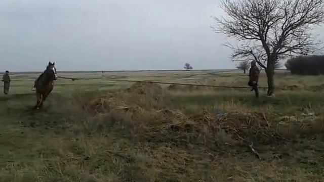 Донской жеребец Гном 2011 смотреть онлайн