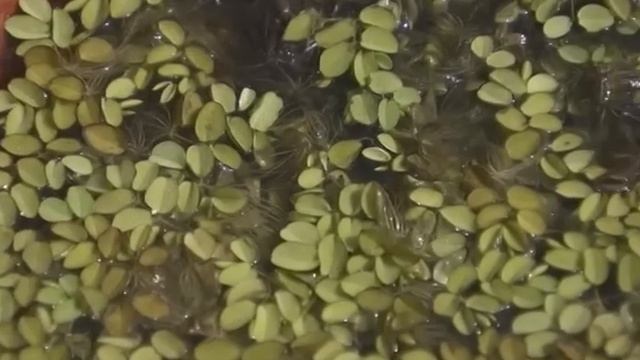 छत्त पर बाग़वानी - पानी के पौधे смотреть онлайн