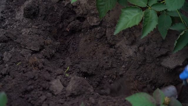 Делаем заготовки и первые осенние подкормки смотреть онлайн