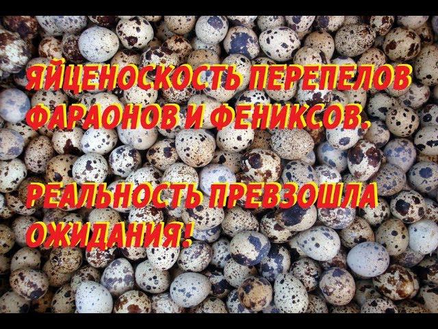 ЯЙЦЕНОСКОСТЬ ПЕРЕПЕЛОВ ФАРАОНОВ И ФЕНИКСОВ. РЕАЛЬНОСТЬ ПРЕВЗОШЛА ОЖИДАНИЯ смотреть онлайн