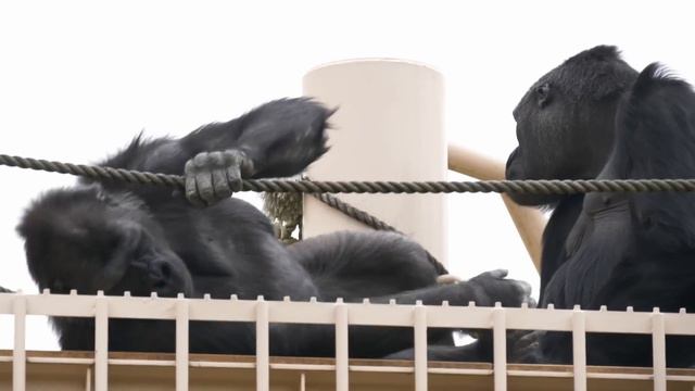Silverback Gorilla is Falsely Accused! Someone Set Him Up | The Shabani Group смотреть онлайн