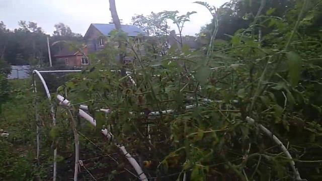 Помидоры почернели после кислотного дождя смотреть онлайн