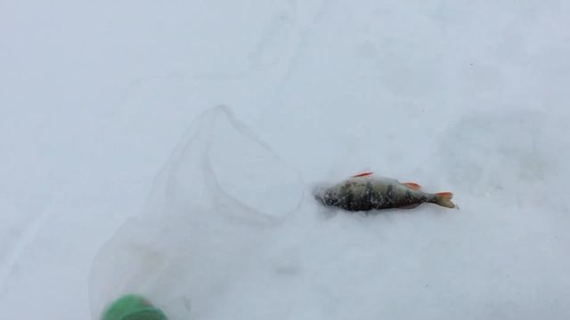 оз Имандра. Рыбалка на Кольском п острове. Набор для ухи - сиг, окунь, ерш. смотреть онлайн