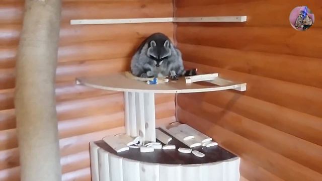 новая игрушка или у енотов игривое настроение смотреть онлайн