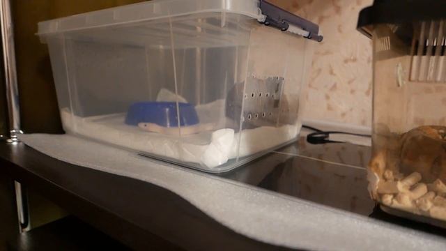 НАШ НОВЫЙ ПИТОМЕЦ - КОРОЛЕВСКИЙ ПИТОН МОРФЫ "SUPER RUSSO".BALL PYTHON SUPER RUSSO. смотреть онлайн