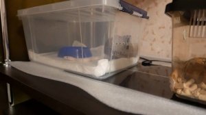 НАШ НОВЫЙ ПИТОМЕЦ - КОРОЛЕВСКИЙ ПИТОН МОРФЫ "SUPER RUSSO".BALL PYTHON SUPER RUSSO.