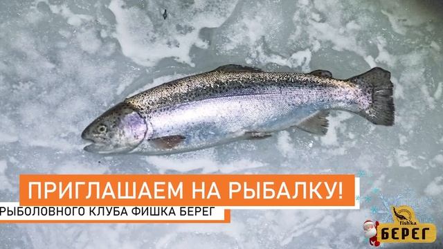 РК ФИШКА БЕРЕГ! Ловля форели со льда! Новости с водоема 26.12.2022 смотреть онлайн