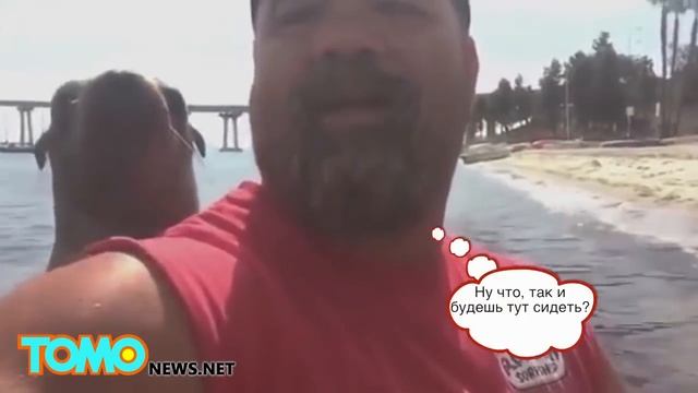 Морской лев запрыгнул на лодку и полез целоваться смотреть онлайн