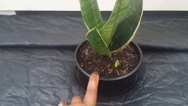 Sansevieria Trifasciata Aka Snake Plant