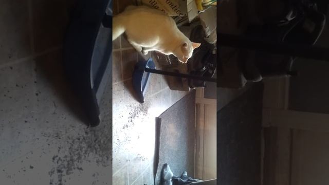 Avez vous deja vue un chat vs le balais смотреть онлайн