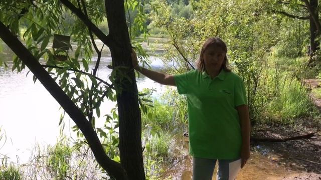 Ива - очаровательное растение-великан смотреть онлайн