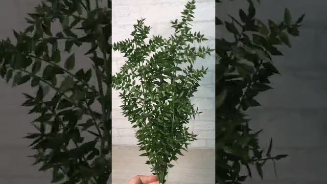 Иглица стабилизированная смотреть онлайн