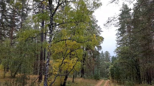 Бузулукский бор смотреть онлайн