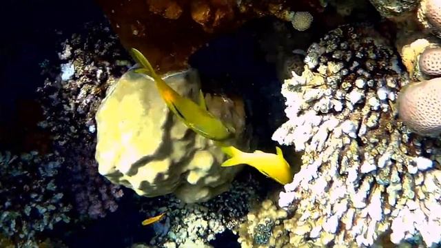 Goldsaddle goatfish (Parupeneus cyclostomus), Золотистая зубатая барабуля смотреть онлайн