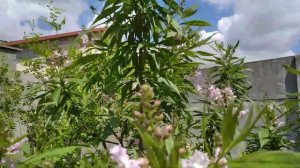 Читальпа ташкентская (×Chitalpa tashkentensis) в Симферополе