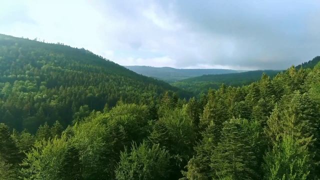 Красивый и густой лес