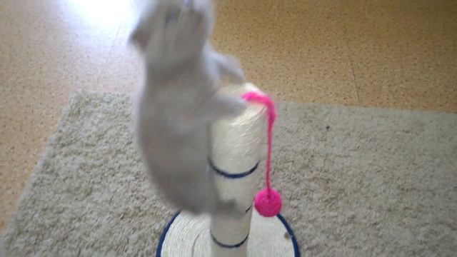 Котенок шотландской вислоухой покоряет когтеточку смотреть онлайн