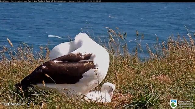 Royal Albatross. LGL mom and chick - Королевский Альбатрос. Мама LGL и птенец. смотреть онлайн