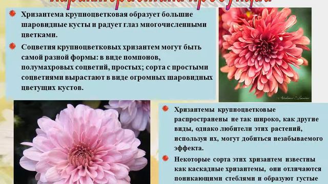 Шильниковская Ю ФЛА V 11 смотреть онлайн