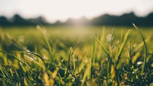 Диктант для 8 класса с проверкой "Весеннее утро"