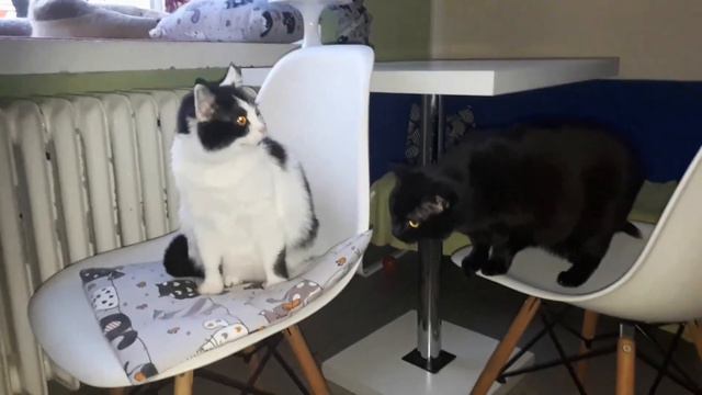 ВЛОГ: КОШАЧЬЕ КАФЕ 😺/НОВЫЙ МАНИКЮР 💅/КАТОК❄/ДЕЛЮСЬ РЕЦЕПТИКОМ/ЗАКУПКА И ГОТОВКА🍜! смотреть онлайн