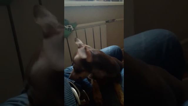 той терьер кушает кедровые орешки смотреть онлайн