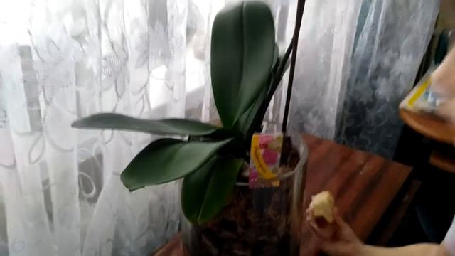 Обзор моих цветущих орхидей январь 2018 года смотреть онлайн