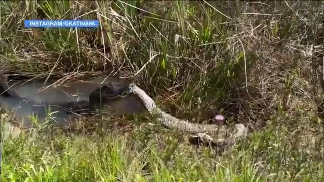 Florida gator eats invasive Burmese python in Everglades смотреть онлайн